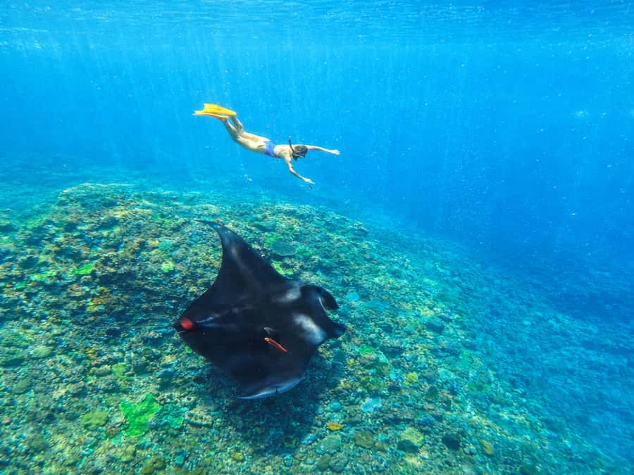 Nusa Penida: Snorkeling 3 Spots with GoPro & West Land Tour - The Snorkeling Plan: Manta Bay, Gamat Bay, The Wall, Crystal Bay, SD Point