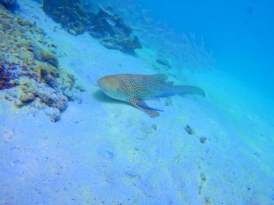 Phi Phi & Bamboo Islands: Premium Day Trip w/ Seaview Lunch - Monkey Beach (Yong Kasem): photos now, corals later