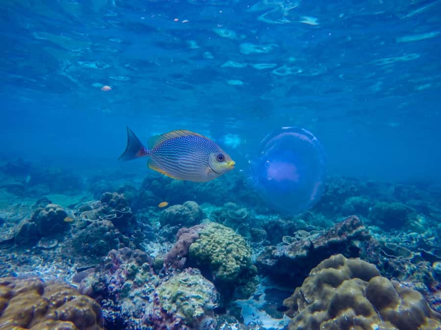 Phi Phi & Bamboo Islands: Premium Day Trip w/ Seaview Lunch - Maya Bay: famous for a movie, real for a crowd