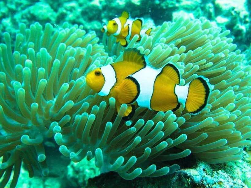 Phuket: 3 Khai Islands Relax & Snorkeling Half/Full Day Tour - Phuket’s Khai Islands: The Real Appeal of a 15-Minute Speedboat Day