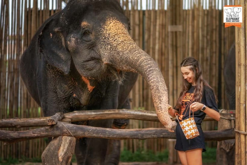 Phuket: Elephant Jungle Sanctuary Ethical Feeding Experience - Timing, duration, and what to plan around