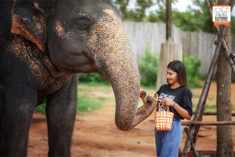 Phuket: Elephant Jungle Sanctuary Ethical Feeding Experience - Touching trunks with permission: fun, but guided and selective