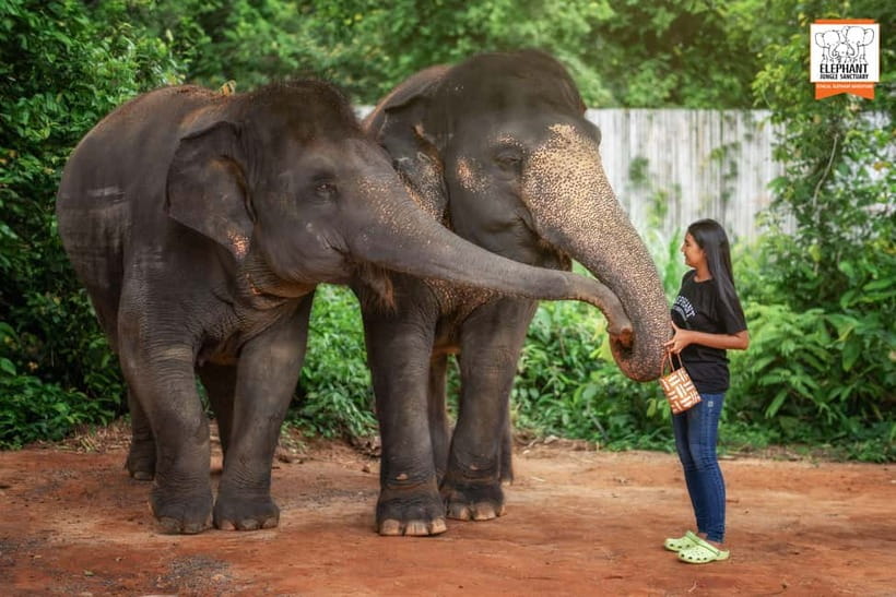Phuket: Elephant Jungle Sanctuary Ethical Feeding Experience - Photos and guide help: how to get great shots without being annoying