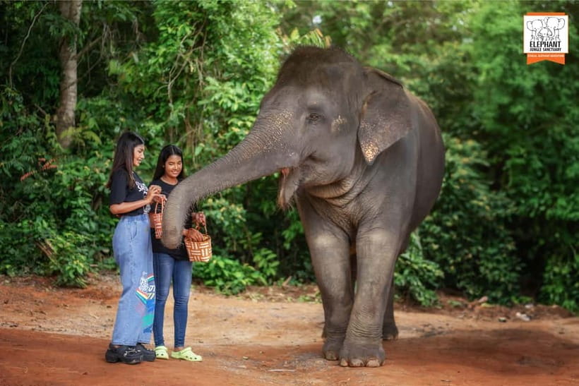Phuket: Elephant Jungle Sanctuary Ethical Feeding Experience - Price and value: is $28 for Phuket elephants actually a good deal?