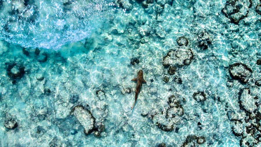 Phuket: Maya, Phi Phi, and Bamboo Island with Buffet Lunch - Phi Phi Don lunch: buffet food timing, halal options, and what to expect