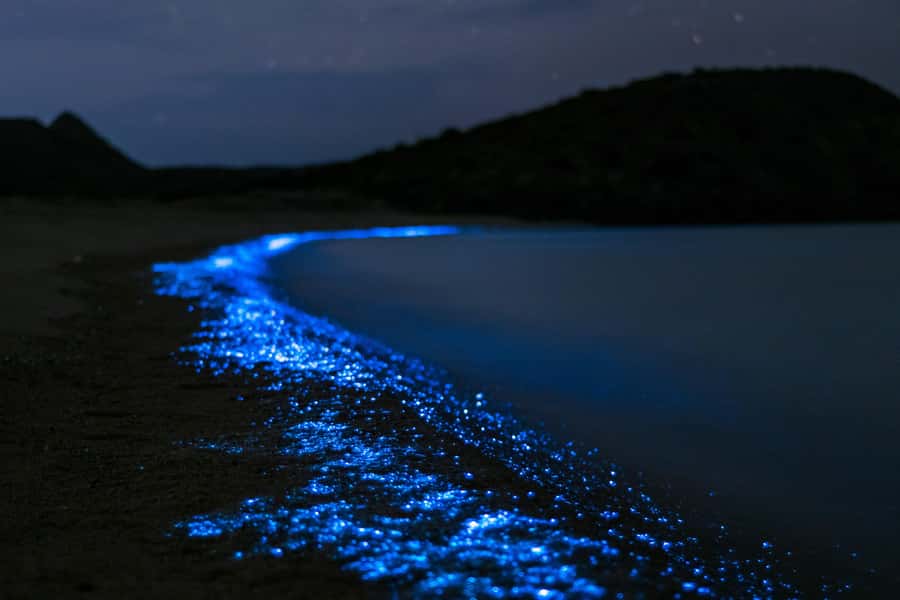 Phuket: Phang Nga Bay Bioluminescent Plankton and Sea Canoes - Group size, comfort, and the cruise-vibe details that matter
