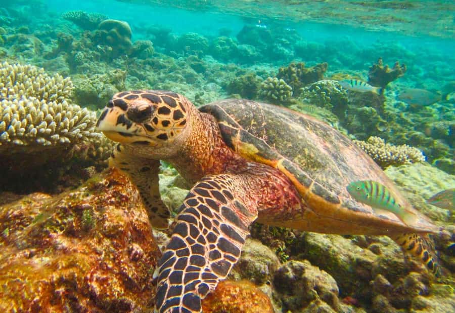 Similan Islands Early-Bird Tour From Phuket and Khao Lak! - Phuket vs Khao Lak: where your time actually goes