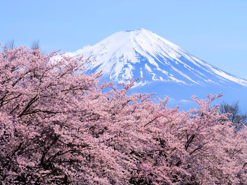 Tokyo: Mt. Fuji 5th Station & Hakone Cruise 1-Day Bus Tour - The Fuji Lunch Stop and Garden Walk: The Break That Prevents Fatigue