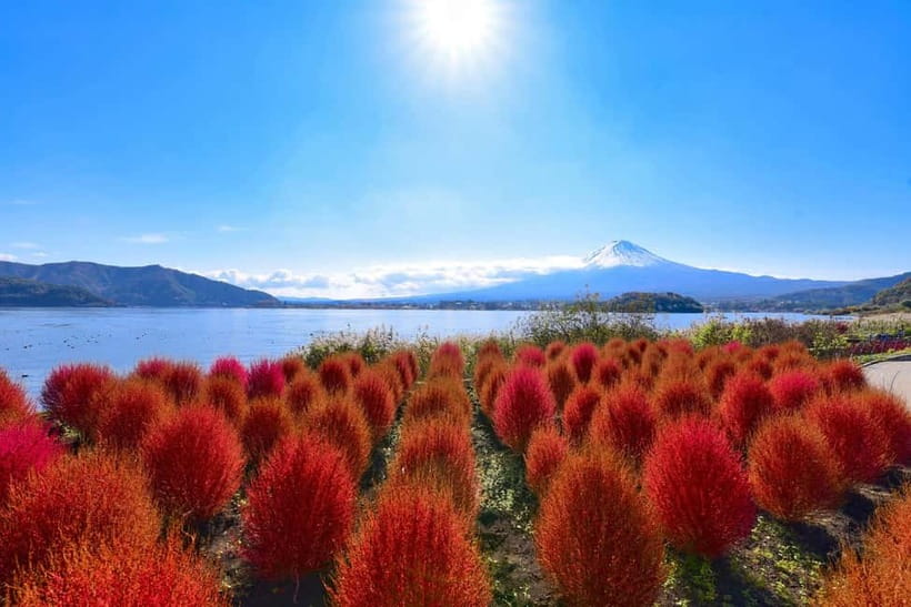 Tokyo:Mt.Fuji,Kawaguchiko Oishi Park,Arakurayama Sengen Park - Tour Pace and Logistics: Comfortable Bus, Tight Timing