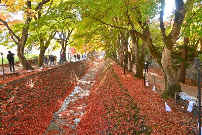 Tokyo:Mt.Fuji,Kawaguchiko Oishi Park,Arakurayama Sengen Park - Price and Value: Why $54 Works for This Kind of Day
