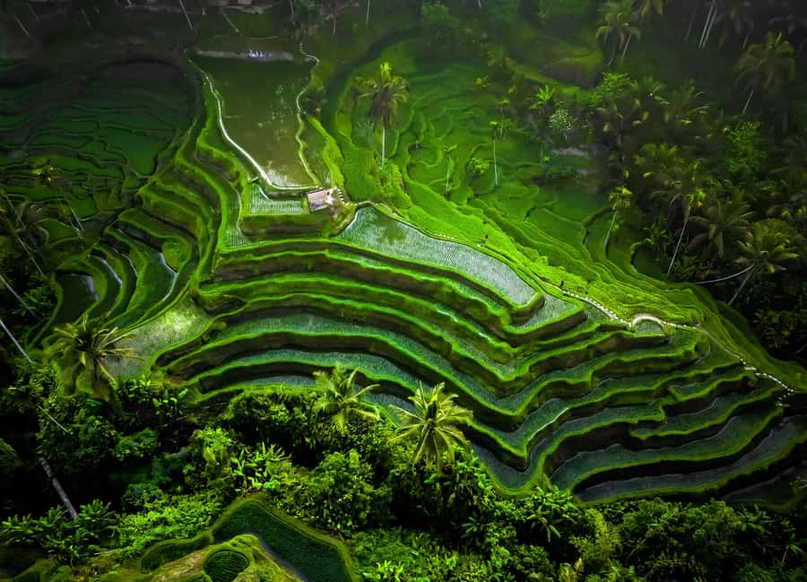 Ubud: All-Inclusive Tour with Optional Lunch - Key things to know before you go