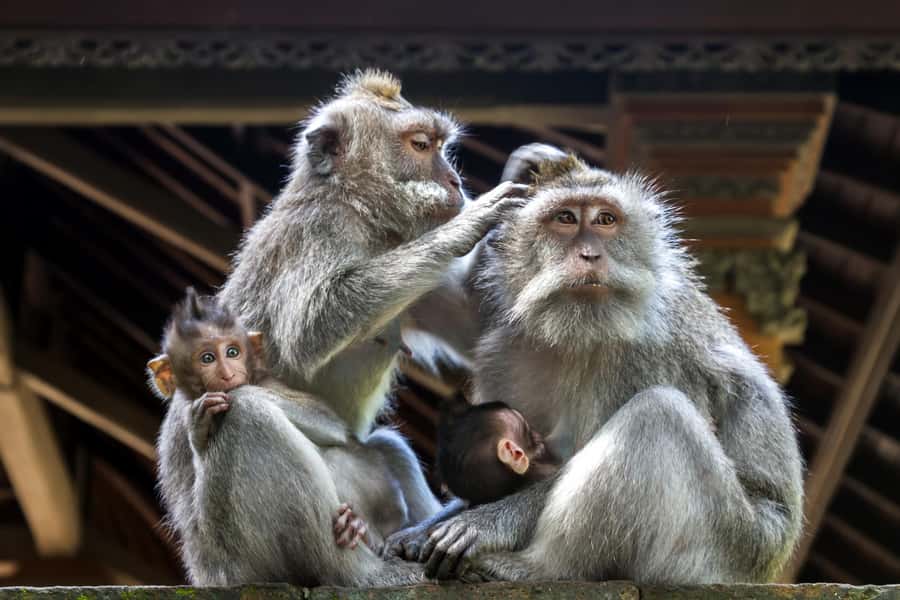 Ubud: All-Inclusive Tour with Optional Lunch - Tegenungan Waterfall: an easy walk to a big payoff