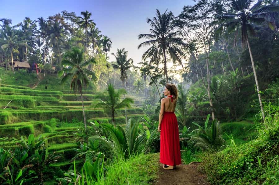 Ubud: All-Inclusive Tour with Optional Lunch - Monkey Forest: sacred temples and managing the macaques