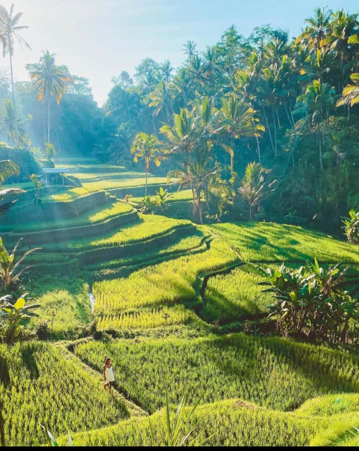 Ubud: Full-Day Rice Terrace, Monkey Forest & Waterfall - Key highlights you’ll care about