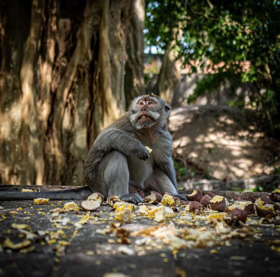 Ubud: Full-Day Rice Terrace, Monkey Forest & Waterfall - Private Ubud Pickup and a Slow Start Through the Countryside