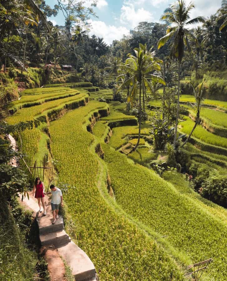 Ubud: Full-Day Rice Terrace, Monkey Forest & Waterfall - Sacred Monkey Forest Sanctuary: What to Watch (and How to Stay Comfortable)