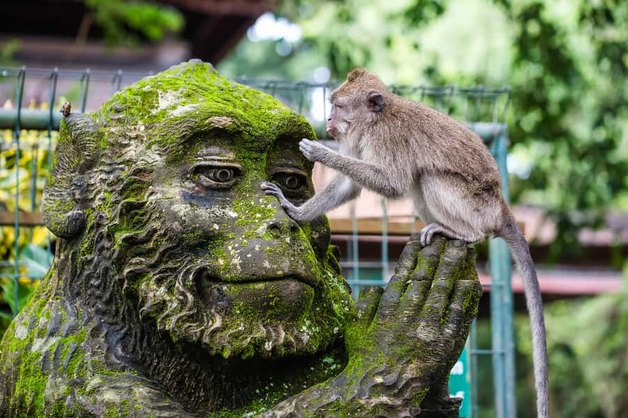 Ubud: Waterfall, Rice Terraces & Monkey Forest Private Tour - Tegenungan Waterfall: the start that wakes up your senses