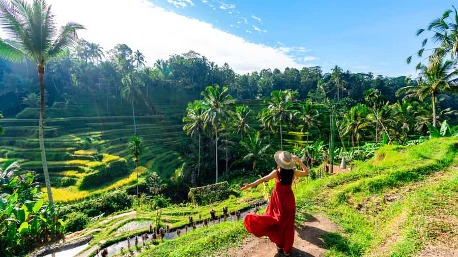 Ubud: Waterfall, Rice Terraces & Monkey Forest Tour - Tegalalang Rice Terraces and the coffee plantation: photos, pace, and the Luwak story